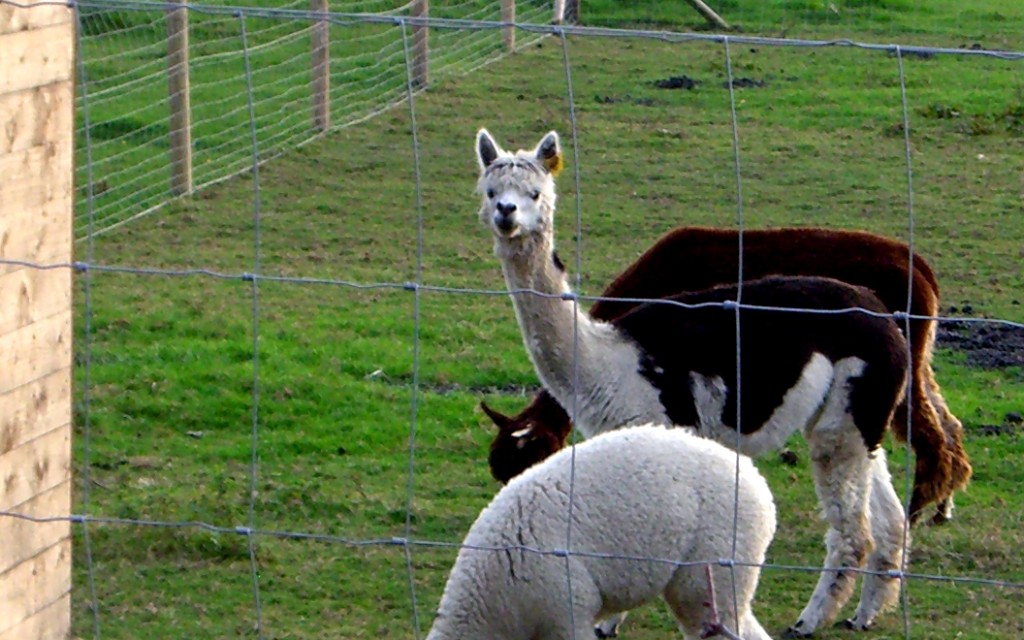 20090906 Alpaca at Hill Farm Packington_exCIMG1808